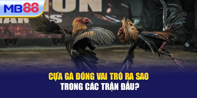 Cựa Gà Đóng Vai Trò Ra Sao Trong Các Trận Đấu?
