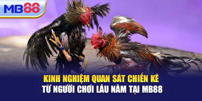 Kinh Nghiệm Quan Sát Chiến Kê Từ Người Chơi Lâu Năm Tại MB88
