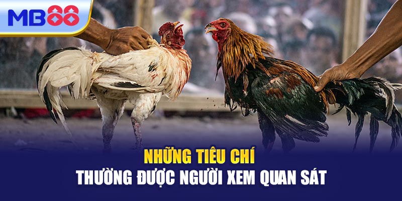 Những Tiêu Chí Thường Được Người Xem Quan Sát