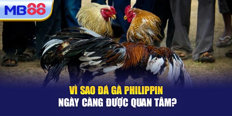 Vì Sao Đá Gà Philippin Ngày Càng Được Quan Tâm?